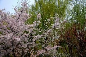 国产春色在线,探寻中国电影中的青春与色彩